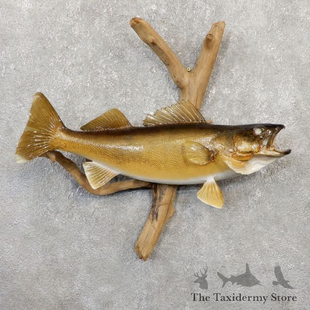 Walleye Taxidermy Fish Mount #20056 For Sale @ The Taxidermy Store