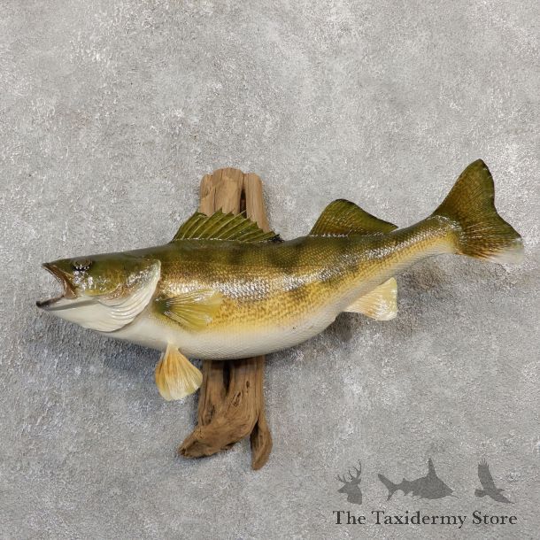 Walleye Taxidermy Fish Mount #20058 For Sale @ The Taxidermy Store