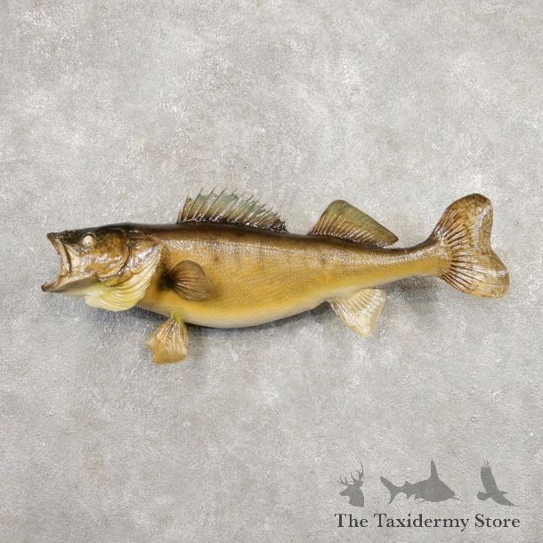 Walleye Taxidermy Fish Mount #20347 For Sale @ The Taxidermy Store