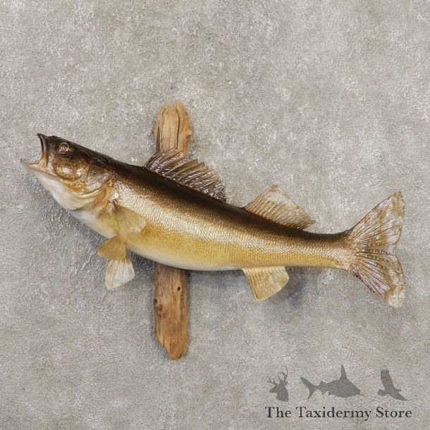 Walleye Taxidermy Fish Mount #20351 For Sale @ The Taxidermy Store