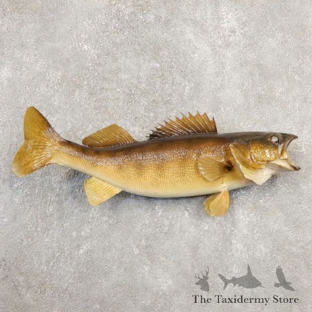 Walleye Taxidermy Fish Mount #20556 For Sale @ The Taxidermy Store