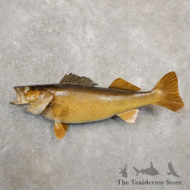 Walleye Taxidermy Fish Mount #20583 For Sale @ The Taxidermy Store