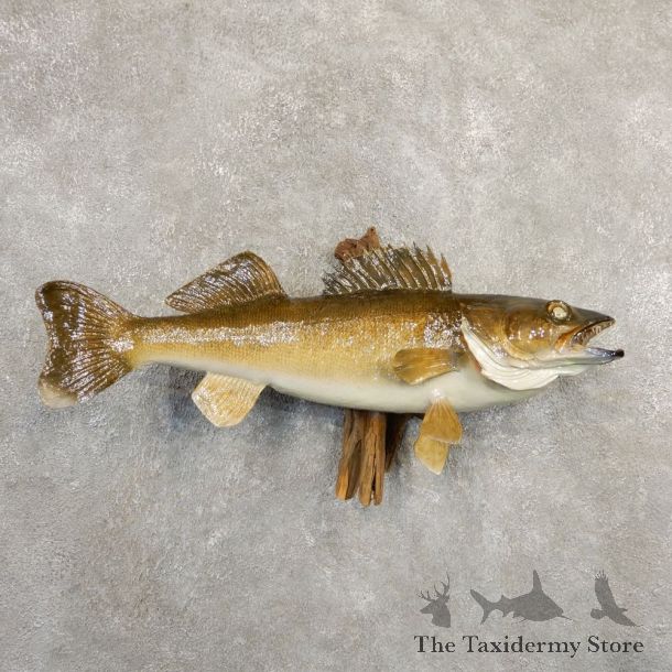 Walleye Taxidermy Fish Mount #20839 For Sale @ The Taxidermy Store
