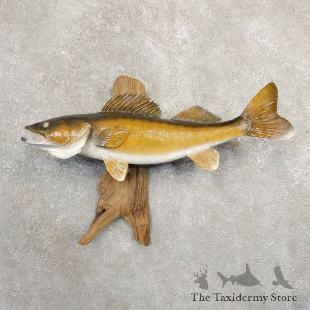 Walleye Taxidermy Fish Mount #20841 For Sale @ The Taxidermy Store