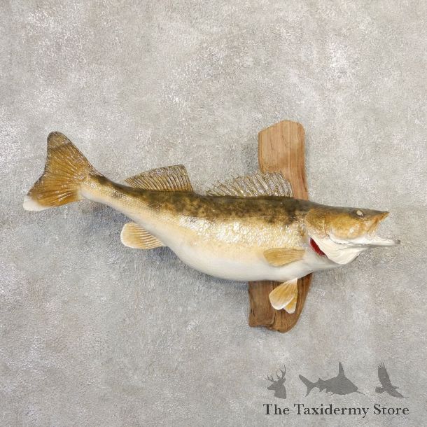 Walleye Taxidermy Fish Mount #20844 For Sale @ The Taxidermy Store