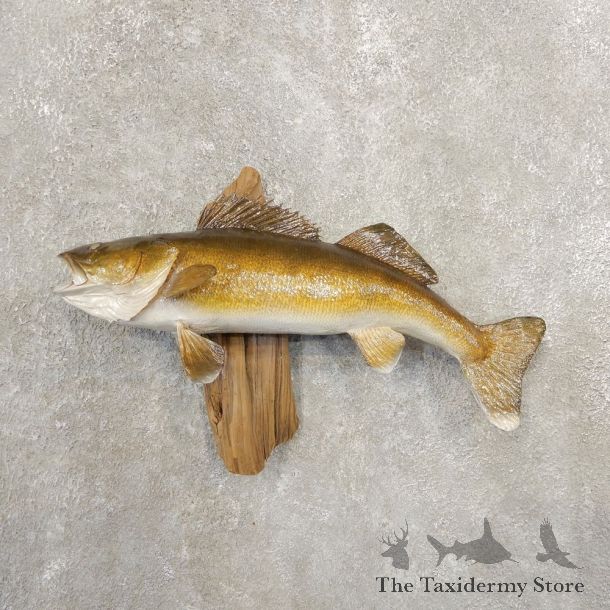 Walleye Taxidermy Fish Mount #20846 For Sale @ The Taxidermy Store