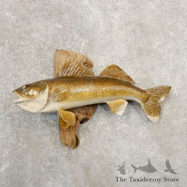 Walleye Taxidermy Fish Mount #20847 For Sale @ The Taxidermy Store