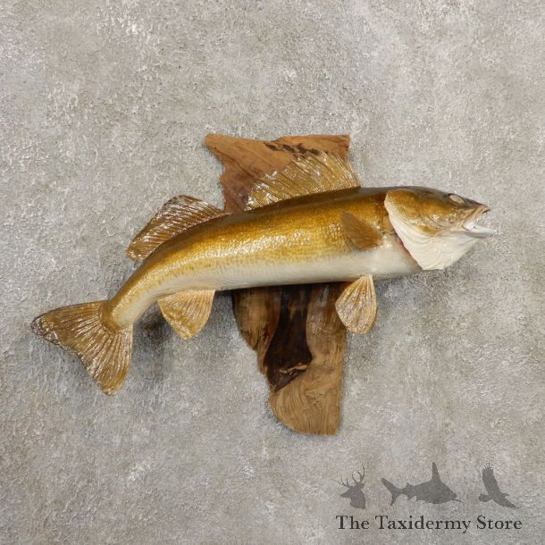 Walleye Taxidermy Fish Mount #20859 For Sale @ The Taxidermy Store