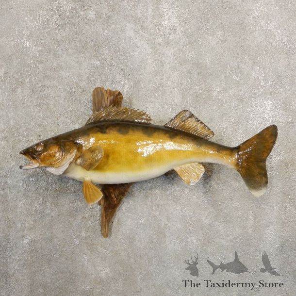 Walleye Taxidermy Fish Mount #20866 For Sale @ The Taxidermy Store