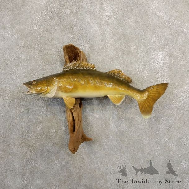 Walleye Taxidermy Fish Mount #20867 For Sale @ The Taxidermy Store