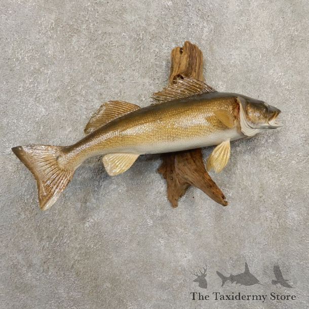 Walleye Taxidermy Fish Mount #20868 For Sale @ The Taxidermy Store