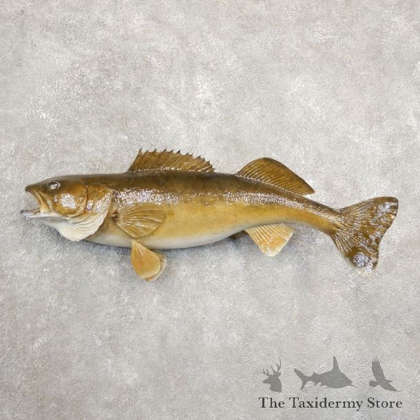 Walleye Taxidermy Fish Mount #20873 For Sale @ The Taxidermy Store