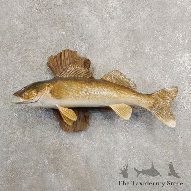 Walleye Taxidermy Fish Mount #20874 For Sale @ The Taxidermy Store