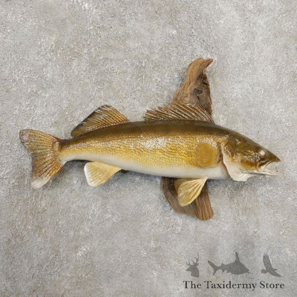 Walleye Taxidermy Fish Mount #20875 For Sale @ The Taxidermy Store
