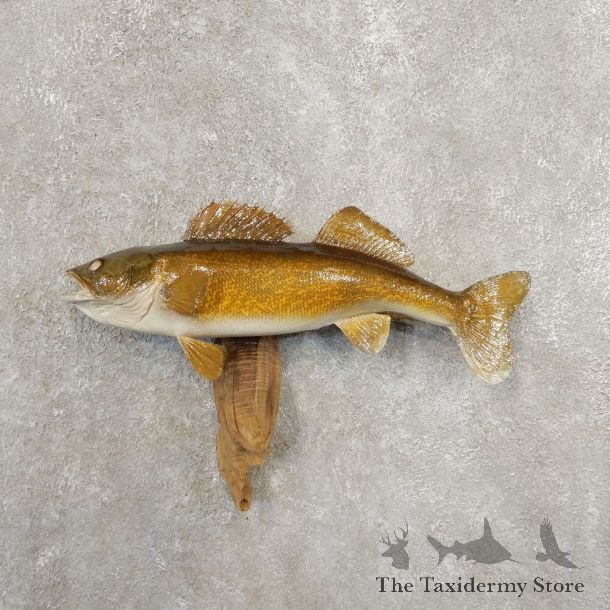 Walleye Taxidermy Fish Mount #20876 For Sale @ The Taxidermy Store