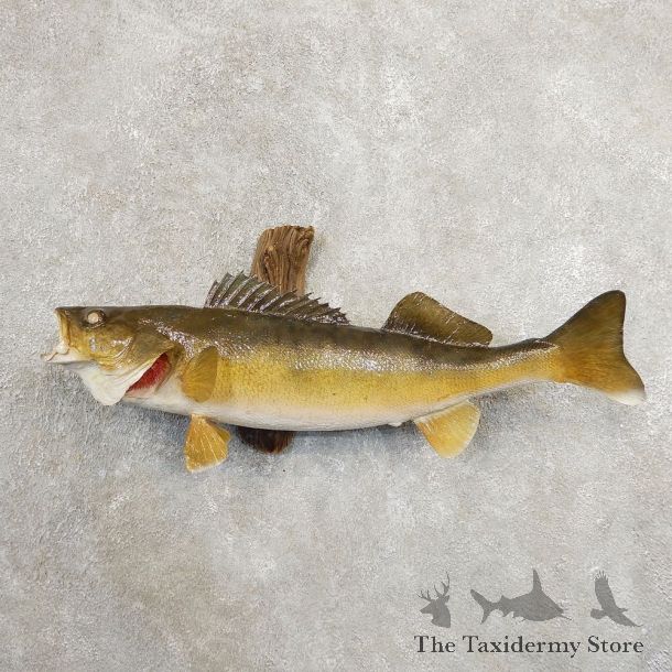 Walleye Taxidermy Fish Mount #20880 For Sale @ The Taxidermy Store