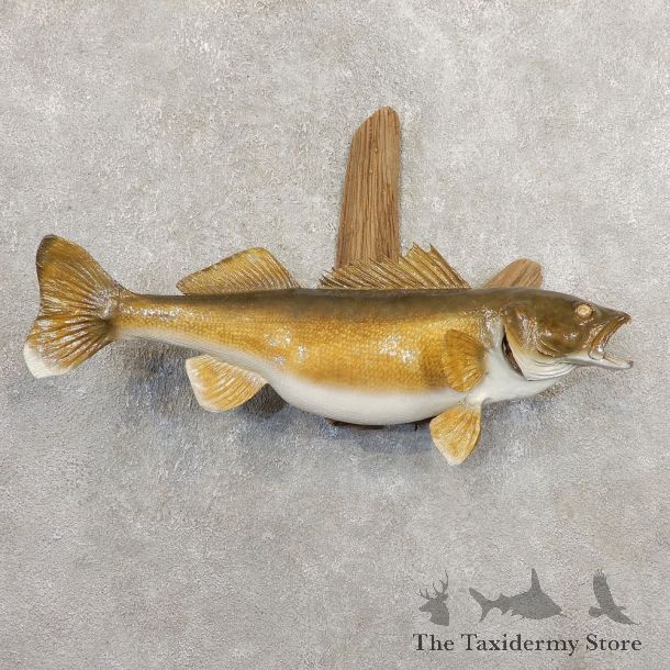 Walleye Taxidermy Fish Mount #20883 For Sale @ The Taxidermy Store