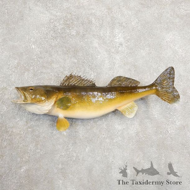 Walleye Taxidermy Fish Mount #20884 For Sale @ The Taxidermy Store
