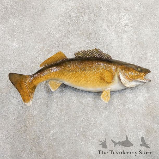 Walleye Taxidermy Fish Mount #20887 For Sale @ The Taxidermy Store
