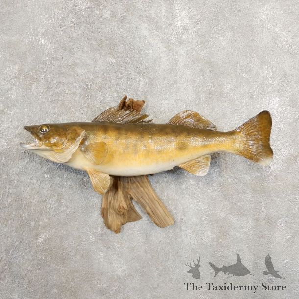 Walleye Taxidermy Fish Mount #20888 For Sale @ The Taxidermy Store