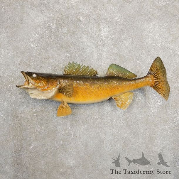 Walleye Taxidermy Fish Mount #20889 For Sale @ The Taxidermy Store