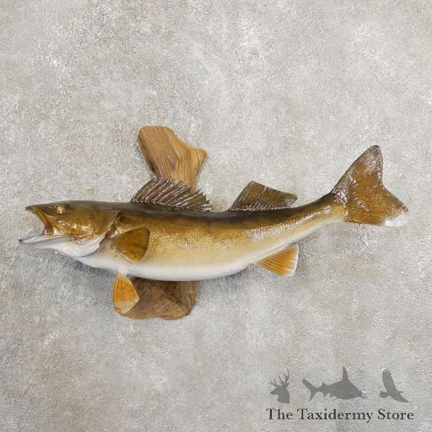 Walleye Taxidermy Fish Mount #20893 For Sale @ The Taxidermy Store