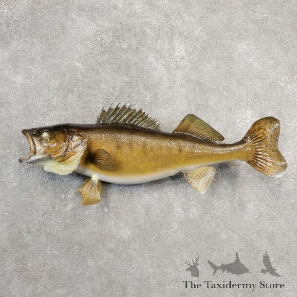 Walleye Taxidermy Fish Mount #21094 For Sale @ The Taxidermy Store