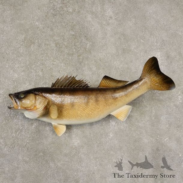 Walleye Taxidermy Fish Mount #21601 For Sale @ The Taxidermy Store