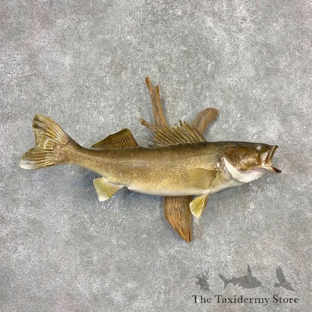 Walleye Taxidermy Fish Mount #21608 For Sale @ The Taxidermy Store