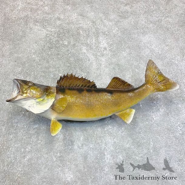 Walleye Taxidermy Fish Mount #21815 For Sale @ The Taxidermy Store