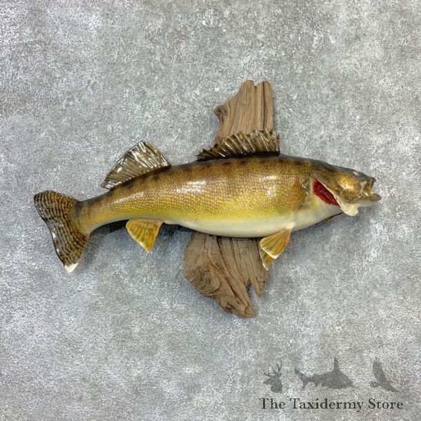 Walleye Taxidermy Fish Mount #23265 For Sale @ The Taxidermy Store