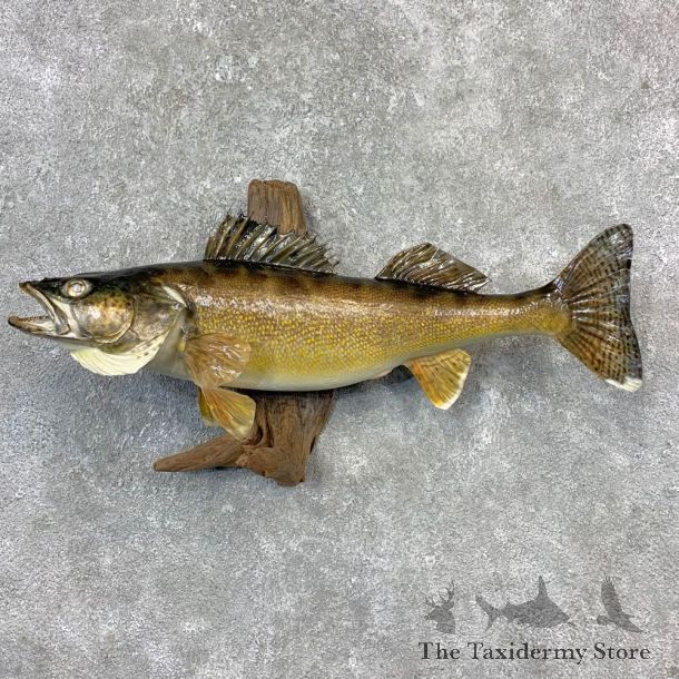 Walleye Taxidermy Fish Mount #23266 For Sale @ The Taxidermy Store