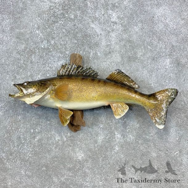 Walleye Taxidermy Fish Mount #23288 For Sale @ The Taxidermy Store