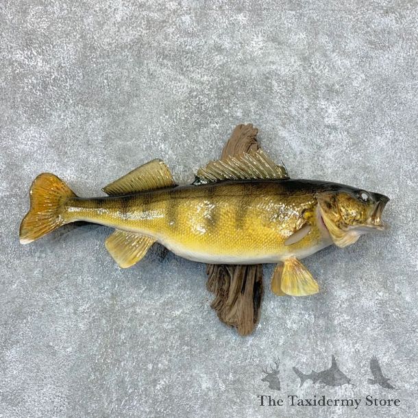 Walleye Taxidermy Fish Mount #23385 For Sale @ The Taxidermy Store