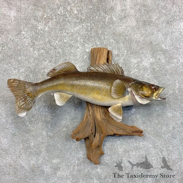 Walleye Taxidermy Fish Mount #23551 For Sale @ The Taxidermy Store