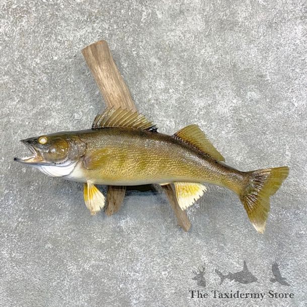 Walleye Taxidermy Fish Mount #23639 For Sale @ The Taxidermy Store