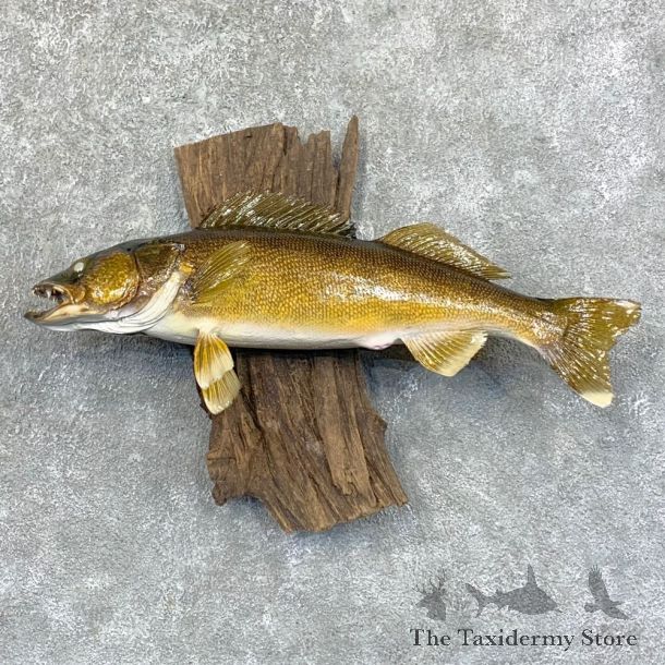 Walleye Taxidermy Fish Mount #23640 For Sale @ The Taxidermy Store
