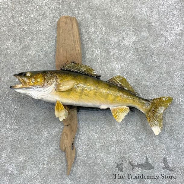 Walleye Taxidermy Fish Mount #23641 For Sale @ The Taxidermy Store