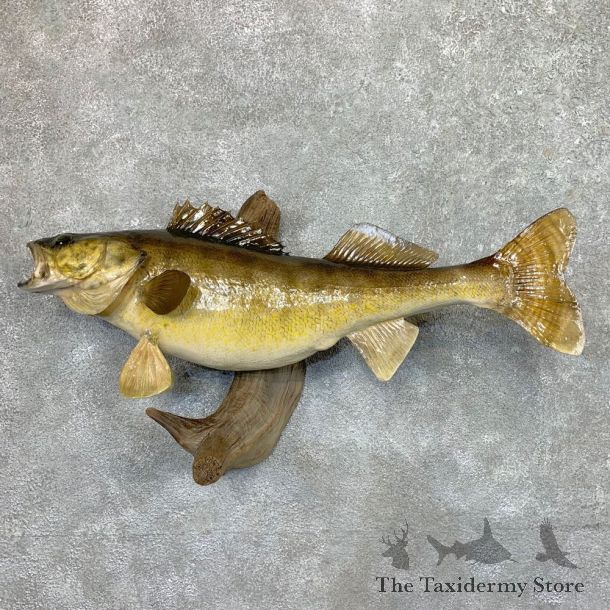 Walleye Taxidermy Fish Mount #23677 For Sale @ The Taxidermy Store