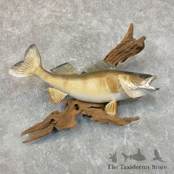 Walleye Taxidermy Fish Mount #24108 For Sale @ The Taxidermy Store