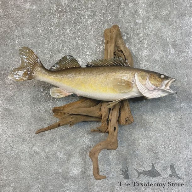 Walleye Taxidermy Fish Mount #25204 For Sale @ The Taxidermy Store