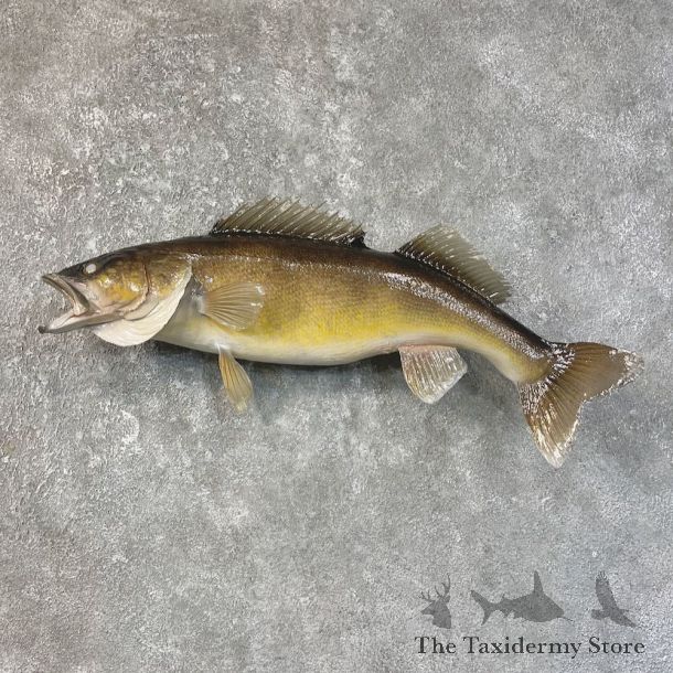 Walleye Taxidermy Fish Mount #25205 For Sale @ The Taxidermy Store