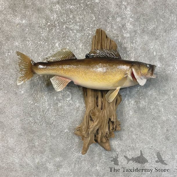 Walleye Taxidermy Fish Mount #25207 For Sale @ The Taxidermy Store