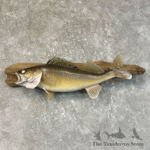 Walleye Taxidermy Fish Mount #25210 For Sale @ The Taxidermy Store