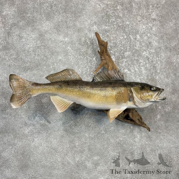 Walleye Taxidermy Fish Mount #26125 For Sale @ The Taxidermy Store
