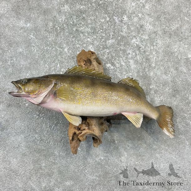 Walleye Taxidermy Fish Mount #26127 For Sale @ The Taxidermy Store