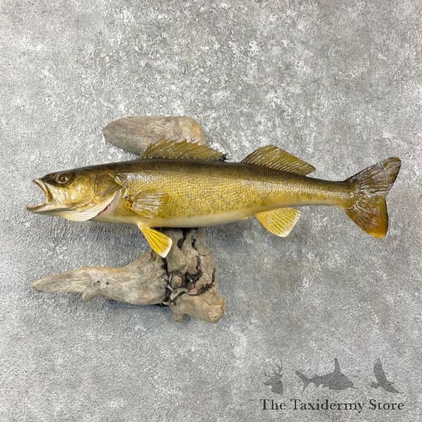 Walleye Taxidermy Fish Mount #26141 For Sale @ The Taxidermy Store