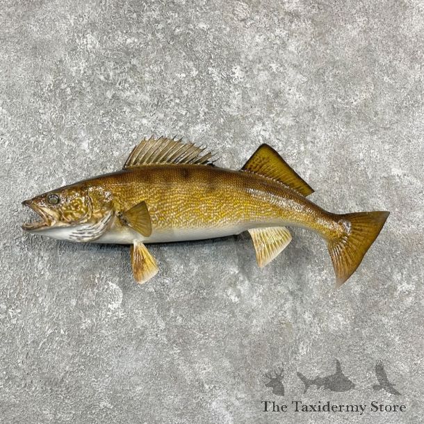 Walleye Taxidermy Fish Mount #26149 For Sale @ The Taxidermy Store
