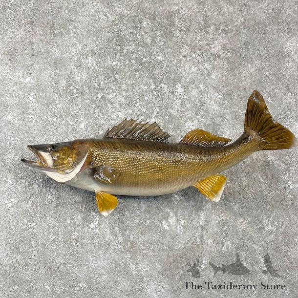 Walleye Taxidermy Fish Mount #26153 For Sale @ The Taxidermy Store