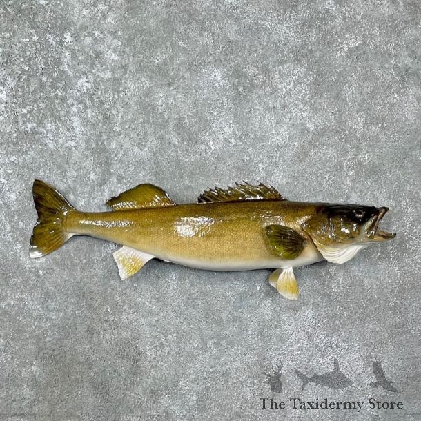 Walleye Taxidermy Fish Mount For Sale #25575 @ The Taxidermy Store
